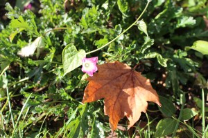 2015-10-17 Hidden miracles of Autumn 004